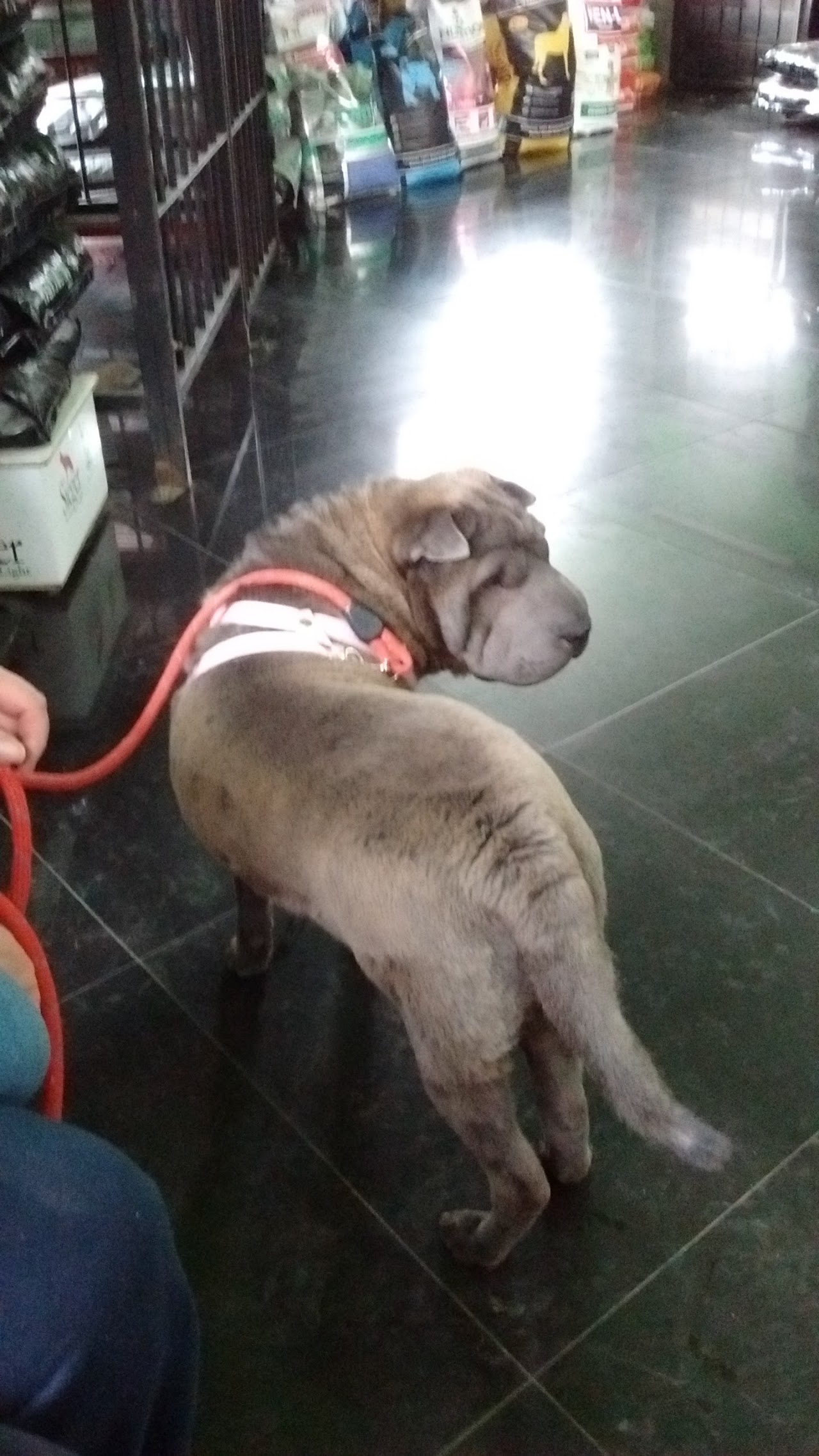 Farmacia veterinaria